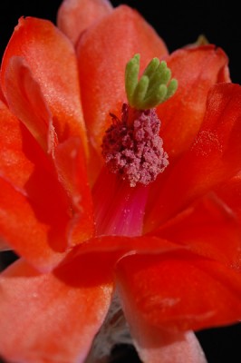 Echinocereus scheerii f. obscuriensis, El Creel 2014 Juno07-9.jpg