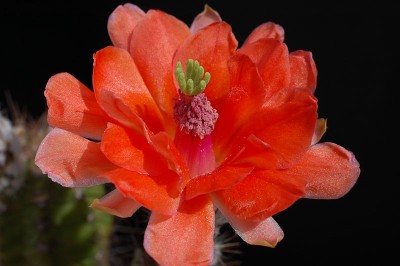 Echinocereus scheerii f. obscuriensis, El Creel 2014 Juno07-4.jpg