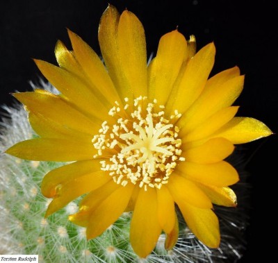 Parodia (7).JPG