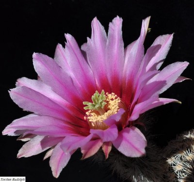 Eccer. bergmannii L1061.JPG