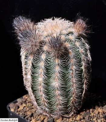 bergmannii L 1061.JPG