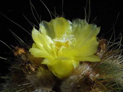 Notocactus warasii 2012 August12-3.jpg