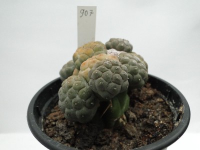 Puna bonniae HPT907 2012 Juli19-1.jpg