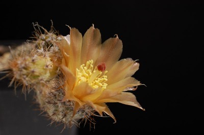 Pterocactus spec. SAR 821-2, Fiambala 2014 Juli06-1.jpg