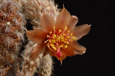 Pterocactus valentinii SAR543-4, Puerto Piramides 2014 Juli06-10.jpg