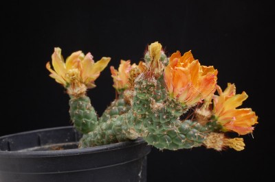 Tephrocactus weberi 2014 August19-1.jpg