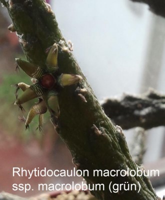 R. macrolobum ssp. macrolobum (zu diesen Pflanzen gehören auch die betroffenen. Sind insgesamt 10 ausgesäte Pflanzen)