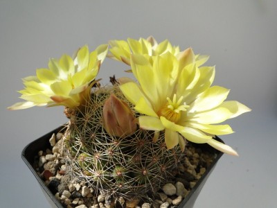 Mammillaria sphaerica 2010 August01 054.jpg