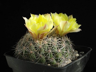 Mammillaria spherica 2012 September04-2.jpg