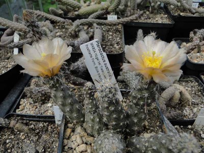 Pterocactus australis MK834 2012 Mai19.jpg