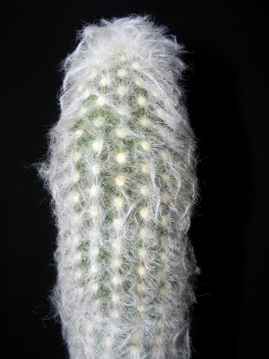 Espostoa nana GC544.03