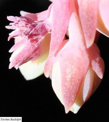 echeveria (9).JPG