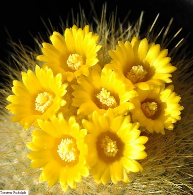 Parodia chrysacanthion