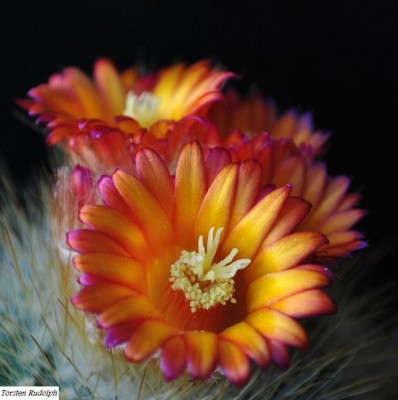 parodia und Fero 022.JPG