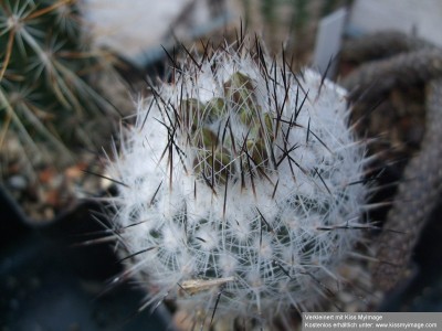 Gymnocactus subterraneus var zaragosae_klein.jpg