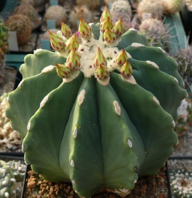 006 P1140124 Ferocactus glaucescens fa. inermis..jpg