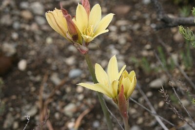 Rhodophiala.JPG