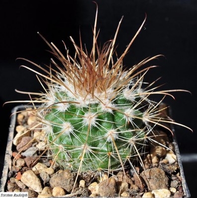 Parodia maxima HTH 041.JPG