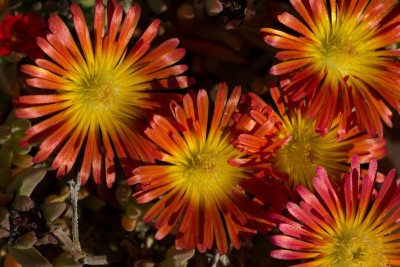 Delosperma 'Wheels of Wonder - Fire Wonder' 1.jpg