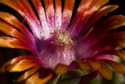 Delosperma 'Jewel of Desert' 'Amethyst' b.jpg