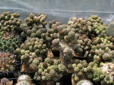 IMG_2013.jpeg (159.68 KiB) 15928 mal betrachtet Puna bonnieae