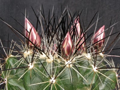 IMG_6497.jpeg (146.84 KiB) 16485 mal betrachtet Thelocactus garciae