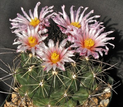 Thelocactus garciae