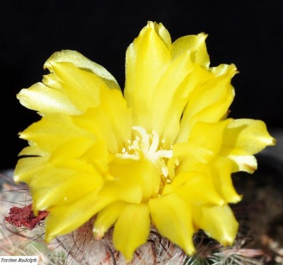 Parodia (2).JPG