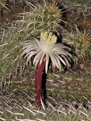 Stenocereus eruca