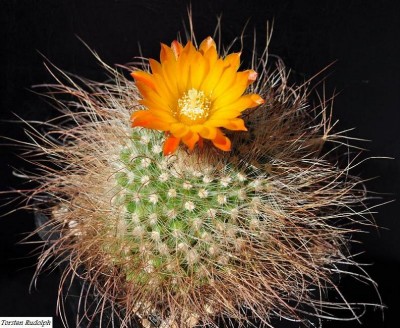 Parodia (9).JPG