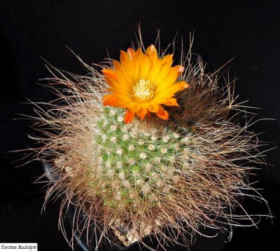 Parodia (7).JPG