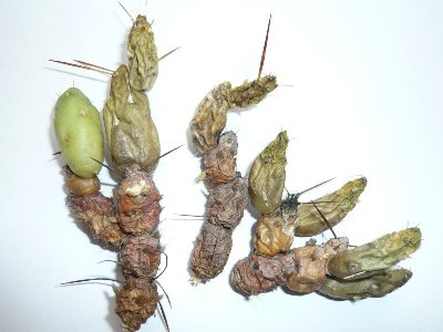 P1020182.jpg