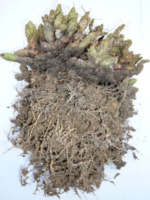 P1020187.jpg