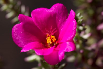 Portulaca gilliesii WB 3.jpg