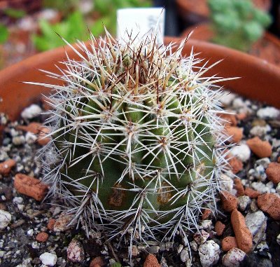 Echinocereus.JPG