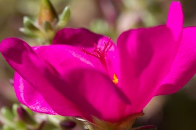 Portulaca gilliesii WB 5.jpg