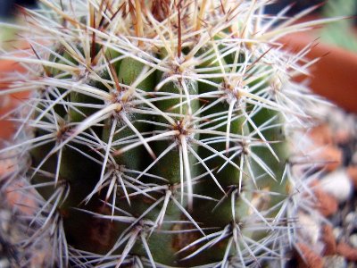 Echinocereus (2)-1.JPG