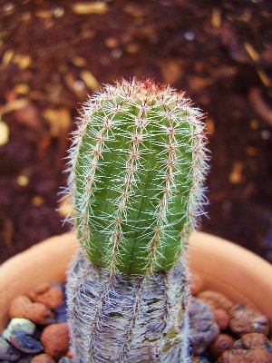 Echinopsis (2).JPG