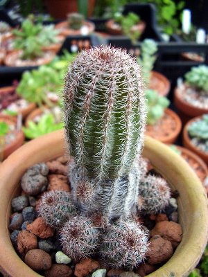 Echinopsis (4).JPG