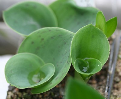 IMG_8226.JPG (72.4 KiB) 7353 mal betrachtet Massonia depressa Khamieskroon, Aussaat 2009