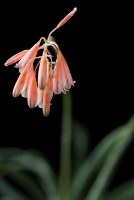 Aloe bellatula WB20151122 a.jpg