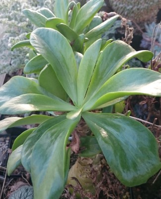 DSC_2636.JPG (119.42 KiB) 22947 mal betrachtet T. paniculatus