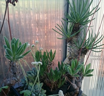 DSC_2640.JPG (130.31 KiB) 22947 mal betrachtet Tylecodon-Ecke, in der Mitte T. grandiflorus, rechts und links T. leucotrix und im Hintergrund T. cacalioides