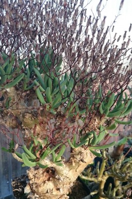 DSC_2648.JPG (229.28 KiB) 22940 mal betrachtet mein alter T. reticulatus