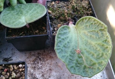 DSC_2661.JPG (90.51 KiB) 22940 mal betrachtet T. singularis