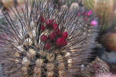 IMG_4339.jpg (105.53 KiB) 9675 mal betrachtet von heute