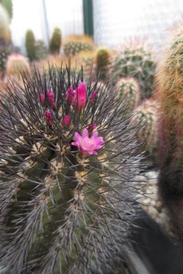 IMG_4342.jpg (85.63 KiB) 9675 mal betrachtet von heute