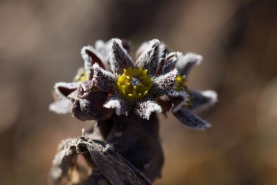 Caralluma burchardii c.jpg