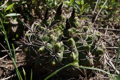 Gymnocalycium mostii RB3002 - westl. Ascochinga, Rio Carape, Cordoba 755m