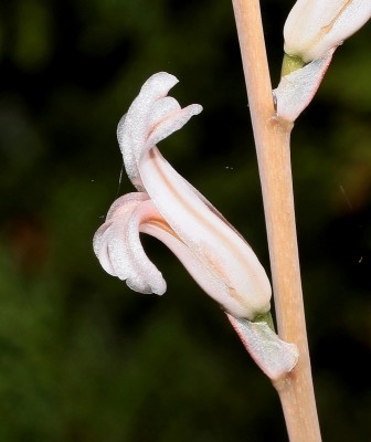 Haworthia 1998-15-4035-1; Xanthorrhoeaceae (1).jpg